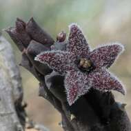 Image de Ceropegia pruinosa (Masson) Bruyns