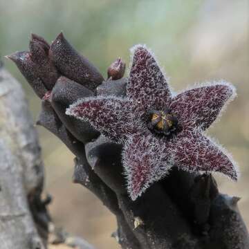 Ceropegia pruinosa (Masson) Bruyns的圖片