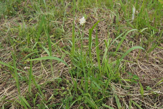 Nothoscordum gracile (Aiton) Stearn resmi