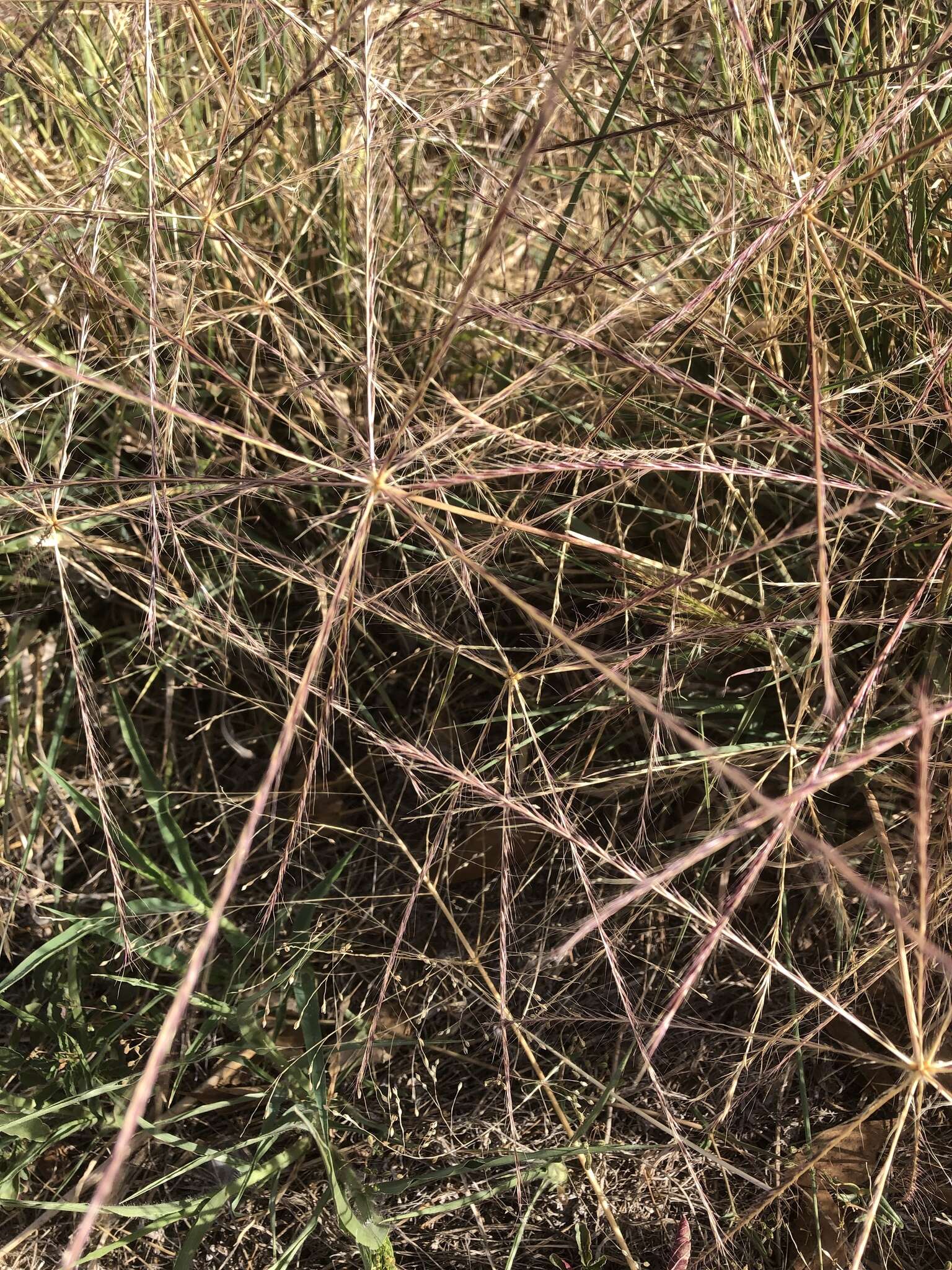 Image of umbrella grass