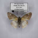 Image of Efulen Paradise Skipper