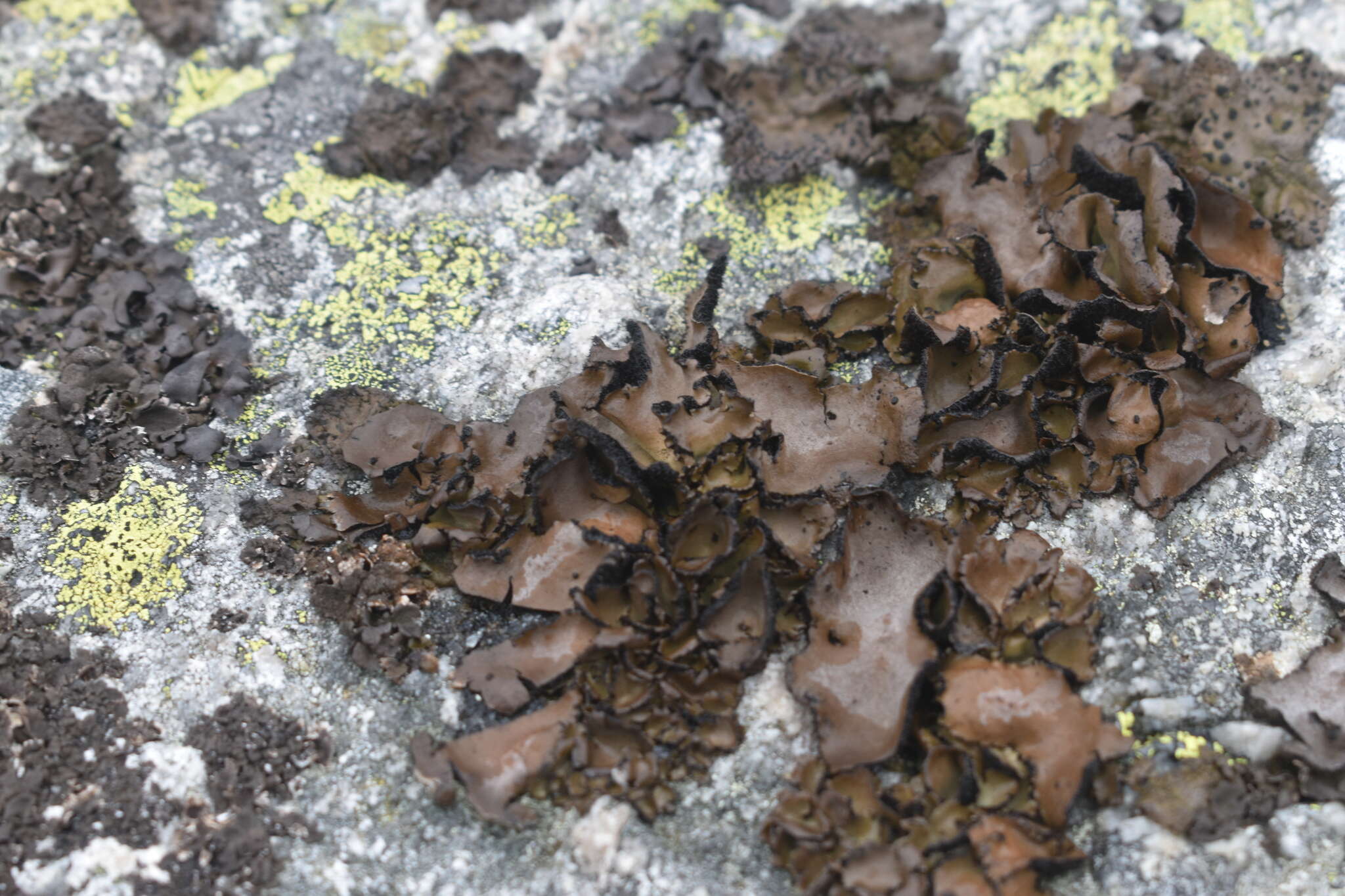 Image of manyroot navel lichen