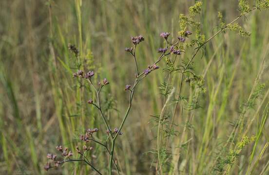 Imagem de Limonium alutaceum (Stev.) O. Kuntze