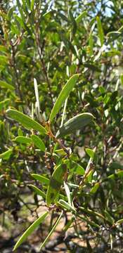 Image of Acacia sclerophylla var. sclerophylla