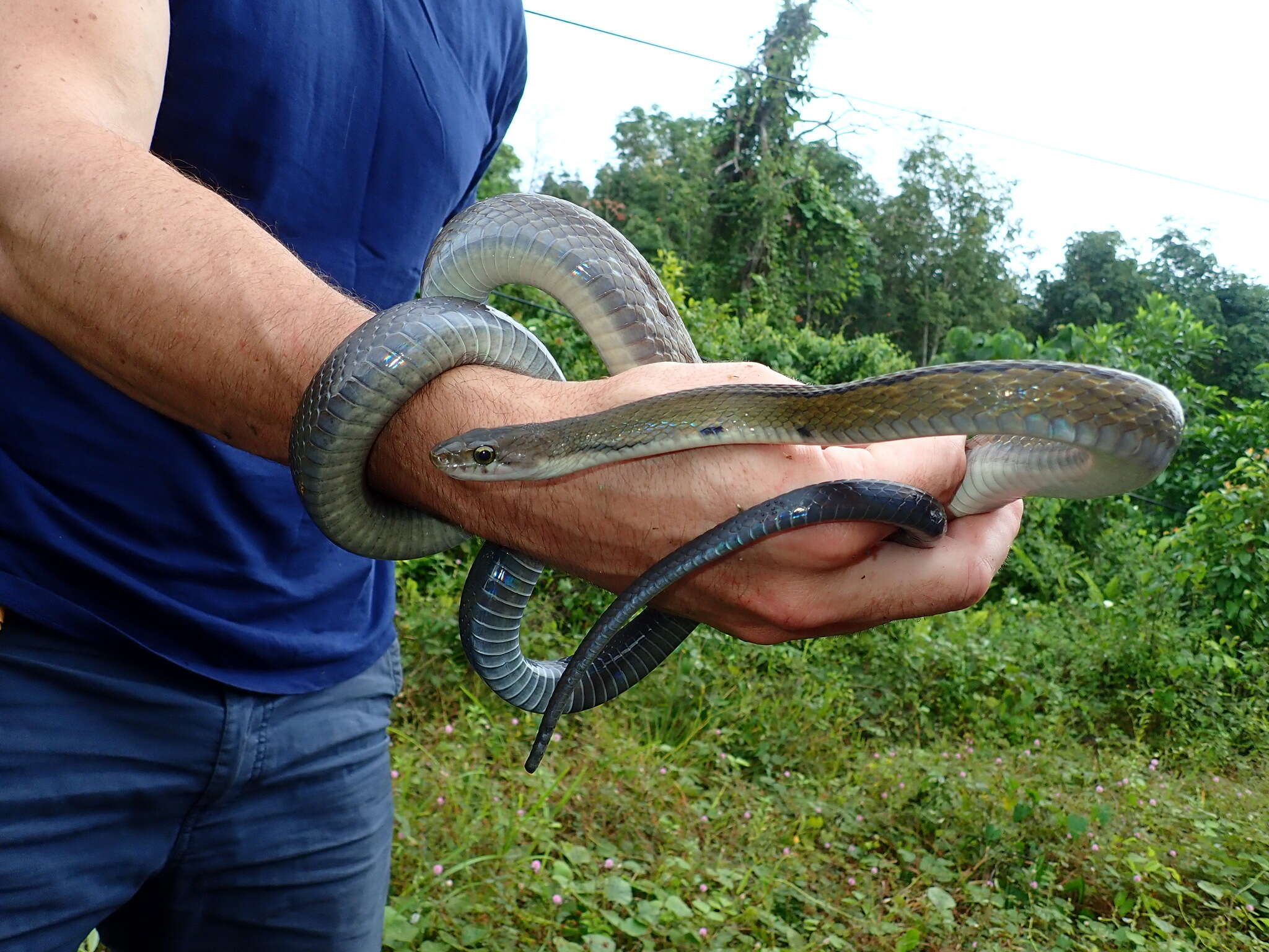 Image of Black Copper Rat Snake