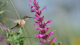 Image of Agastache mexicana (Kunth) Lint & Epling