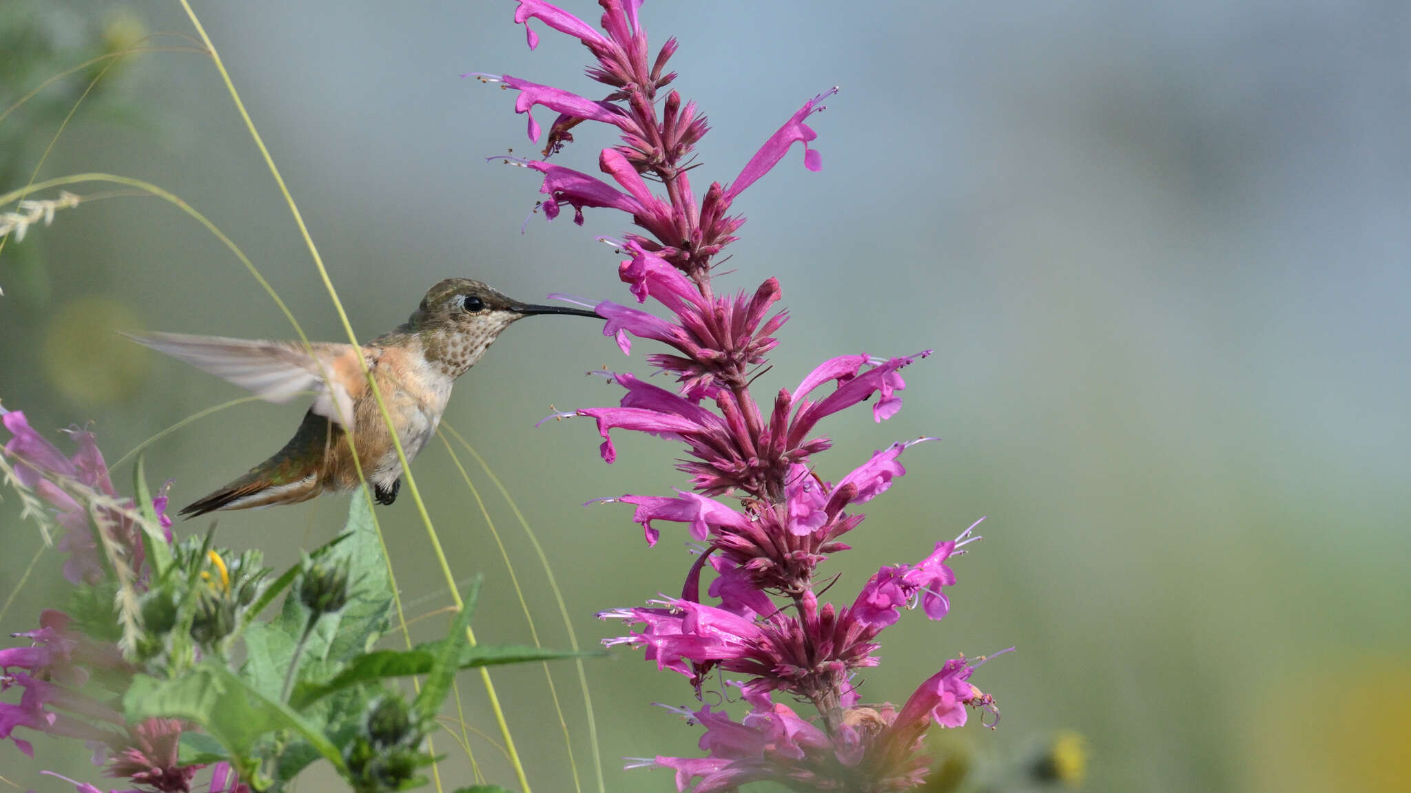 Image of Agastache mexicana (Kunth) Lint & Epling