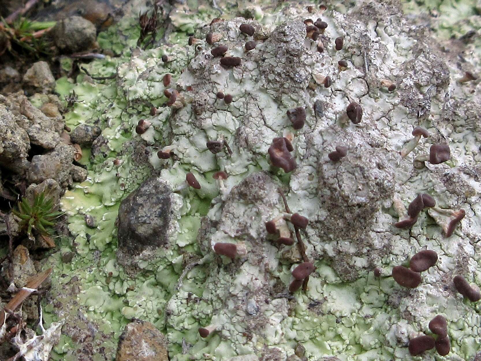 Image of cap lichen