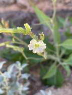 Image of velvet tobacco