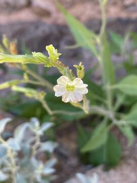 صورة Nicotiana velutina Wheeler