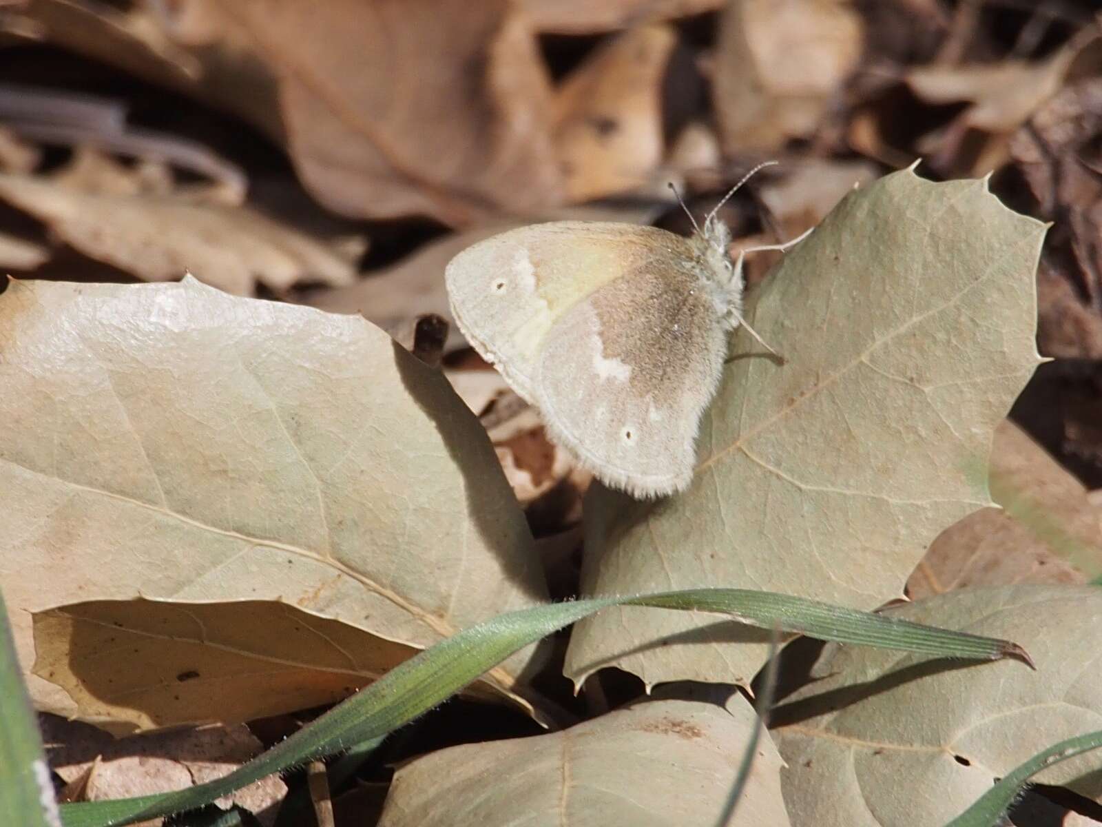 Coenonympha california Westwood (1851) resmi