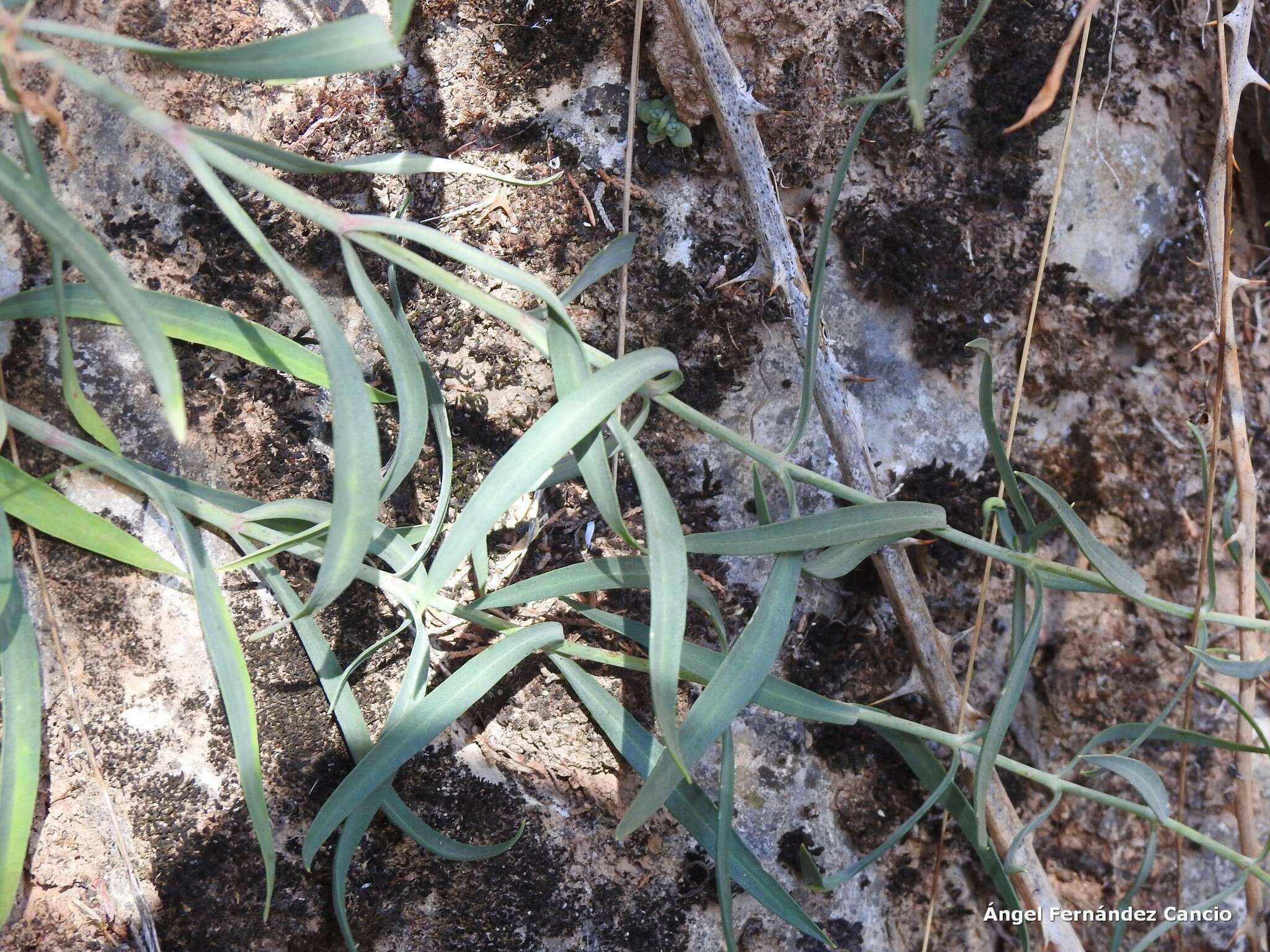 Image of Centranthus lecoqii Jordan