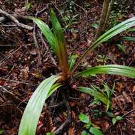 Image of Pandanus houlletii Carrière