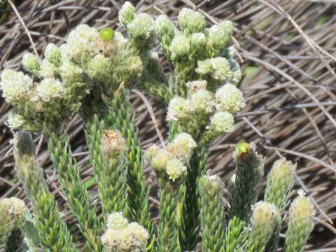 Imagem de Phylica strigosa Berg.