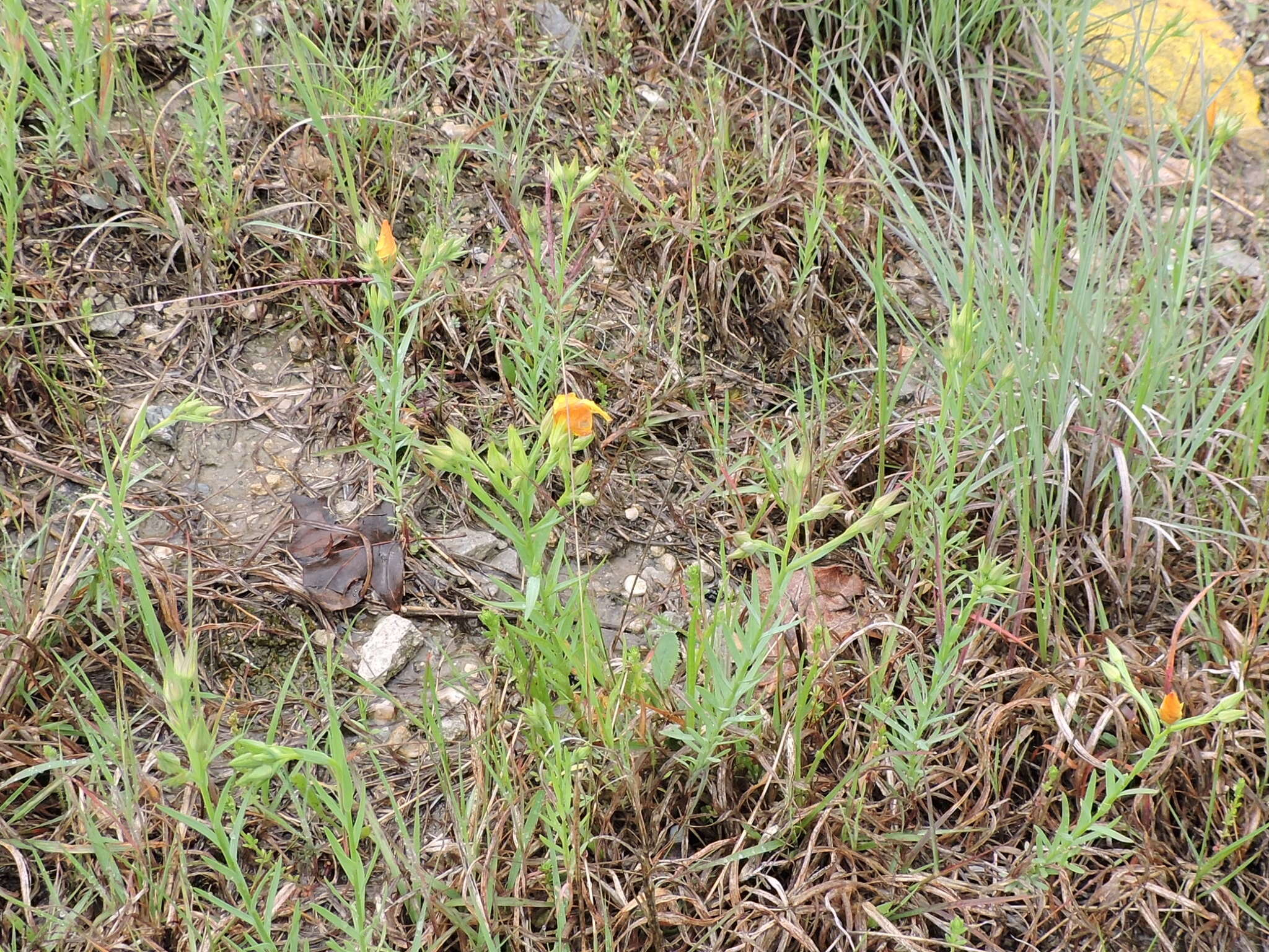 Image of stiffstem flax