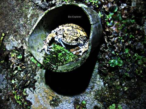 Image of Brown Bullfrog