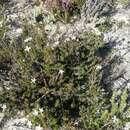 Image of Wahlenbergia calcarea (Adamson) Lammers