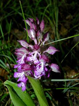 Image of Orchis angusticruris Franch.