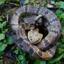 Image of Sauvage's Snail-eater
