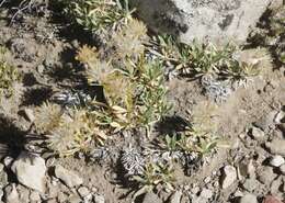 Image of stemless mock goldenweed