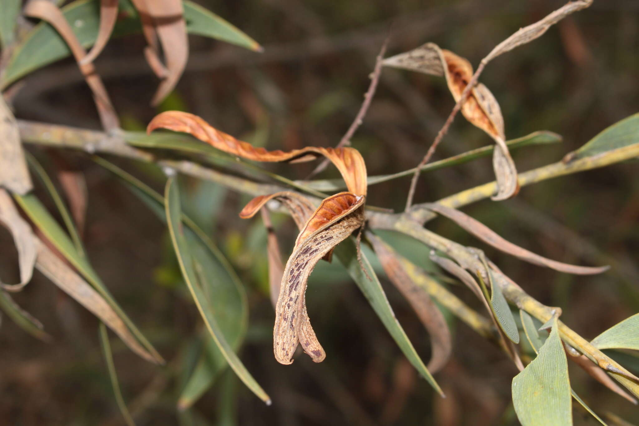 Sivun Acacia aulacocarpa A. Cunn. ex Benth. kuva