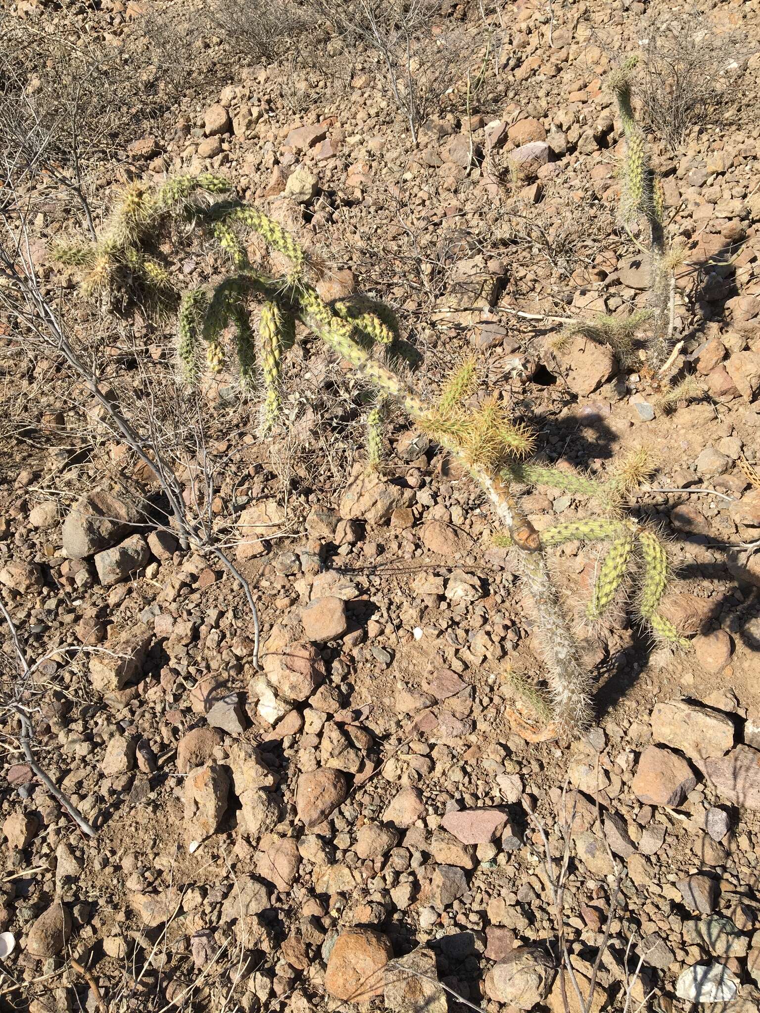 Image of Cylindropuntia alcahes (F. A. C. Weber) F. M. Knuth