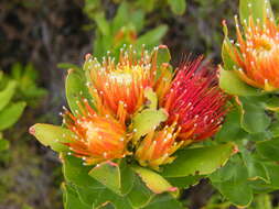 Image of Leucospermum oleifolium (P. J. Bergius) R. Br.