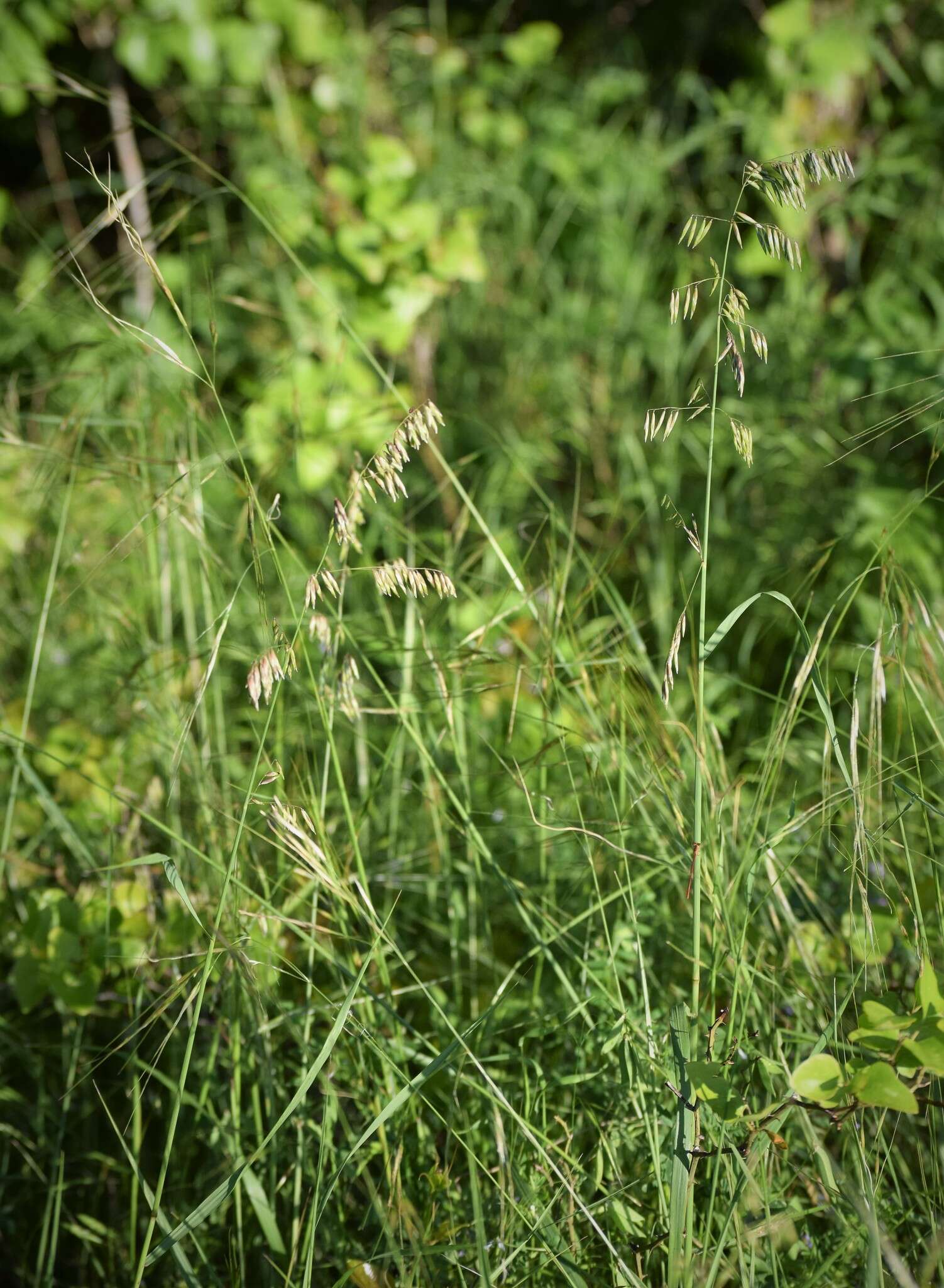 Image of threeflower melicgrass