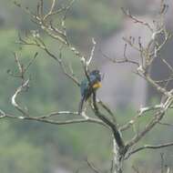 Слика од Trogon violaceus Gmelin & JF 1788