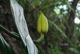 Image of Rhaphidophora hongkongensis Schott