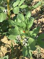 Image of Broad Bean