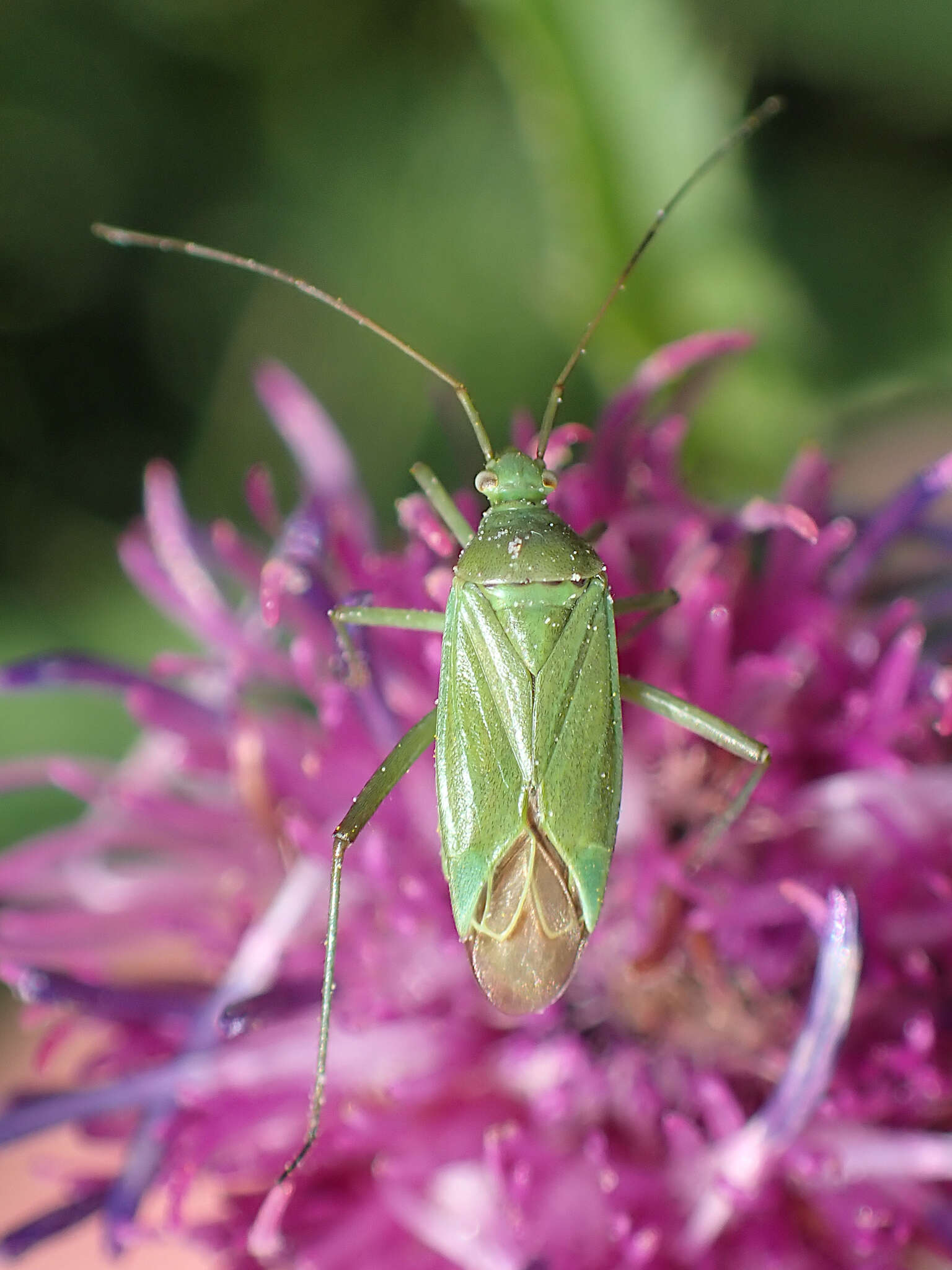 Image de Calocoris affinis (Herrich-Schaeffer 1835)