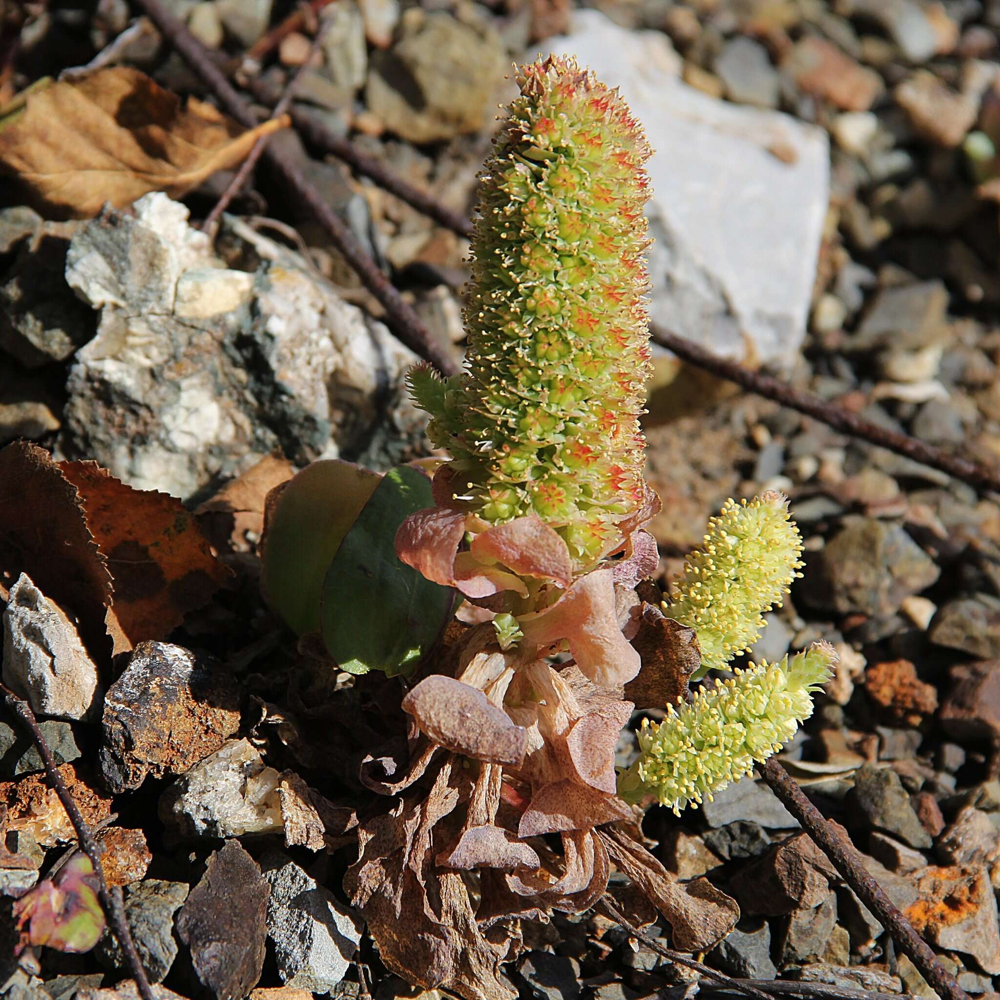 Image of Orostachys malacophylla (Pall.) Fisch.