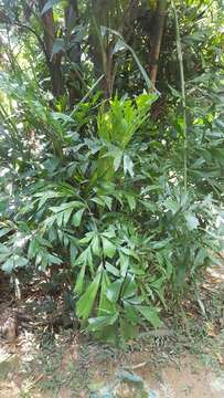 Image of Caryota maxima Blume
