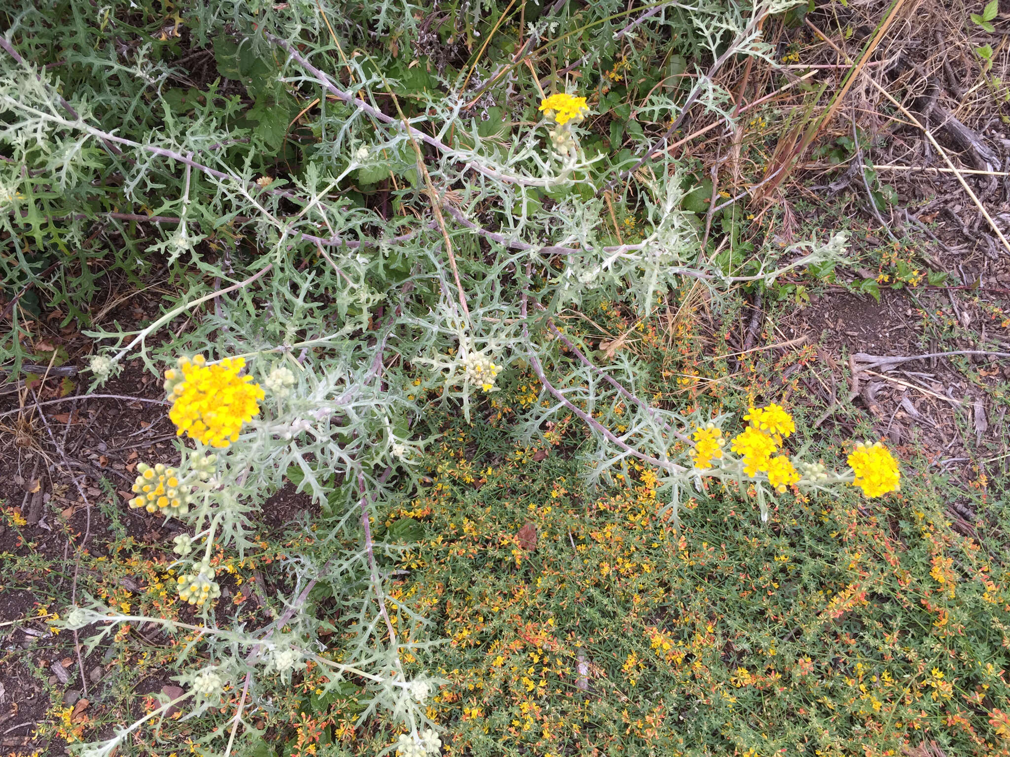 Image of seaside woolly sunflower