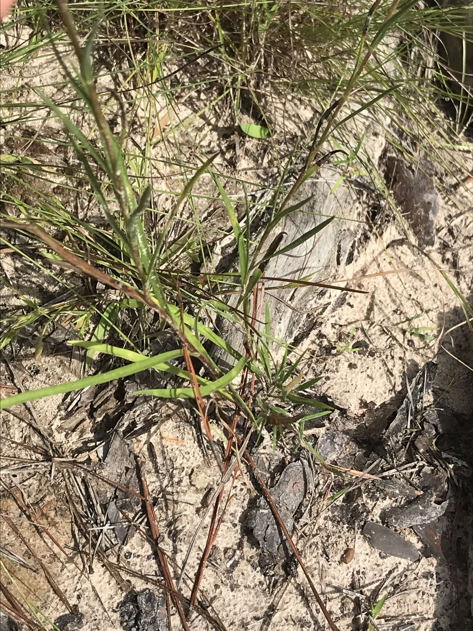 Image of southern prairie aster