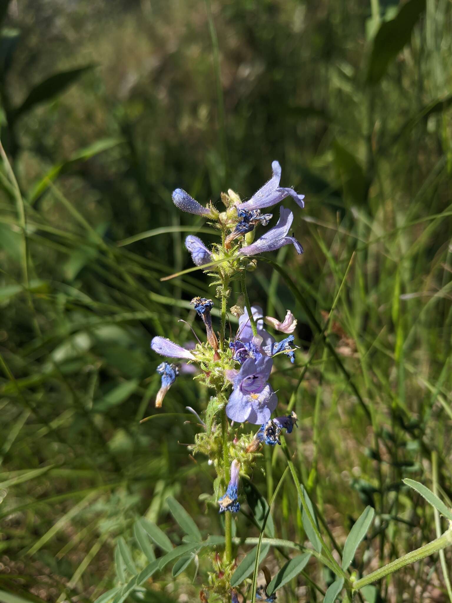 Image of Front Range beardtongue