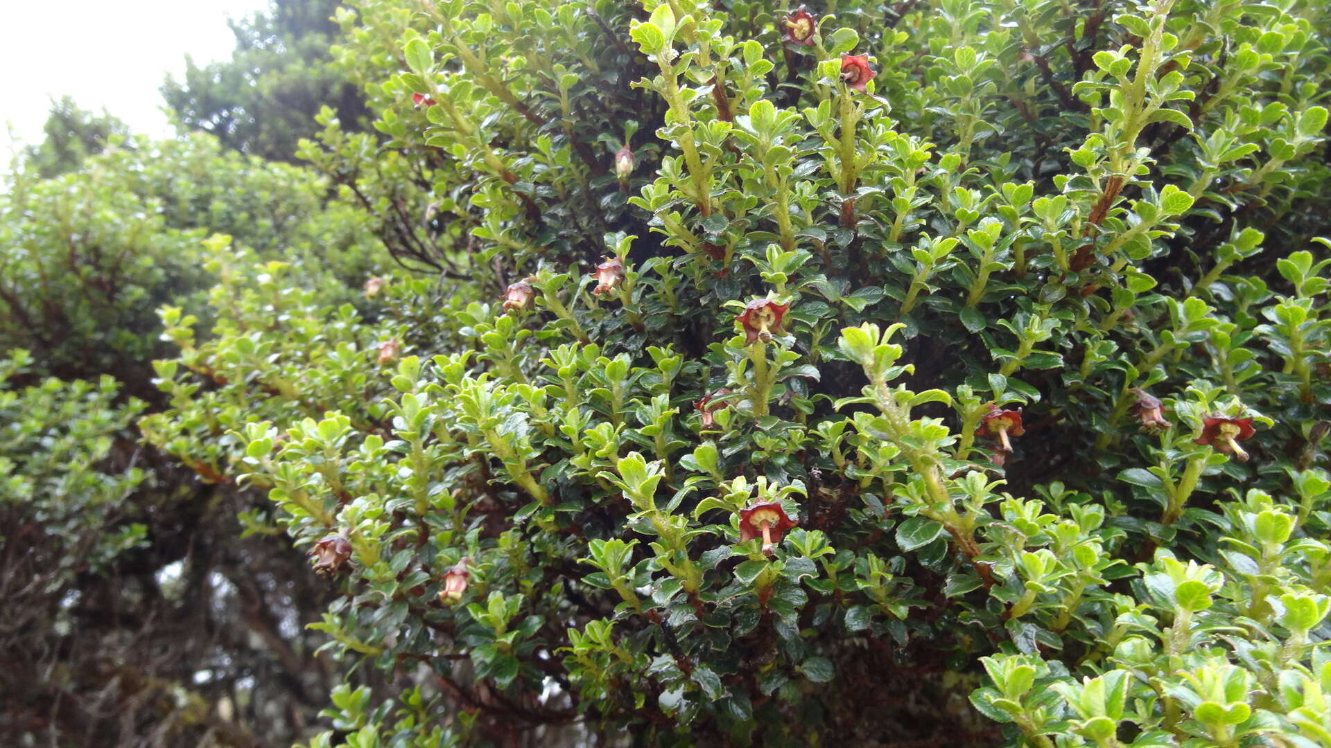 Escallonia myrtilloides L. fil. resmi