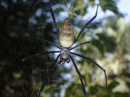 Image of Trichonephila fenestrata venusta (Blackwall 1865)