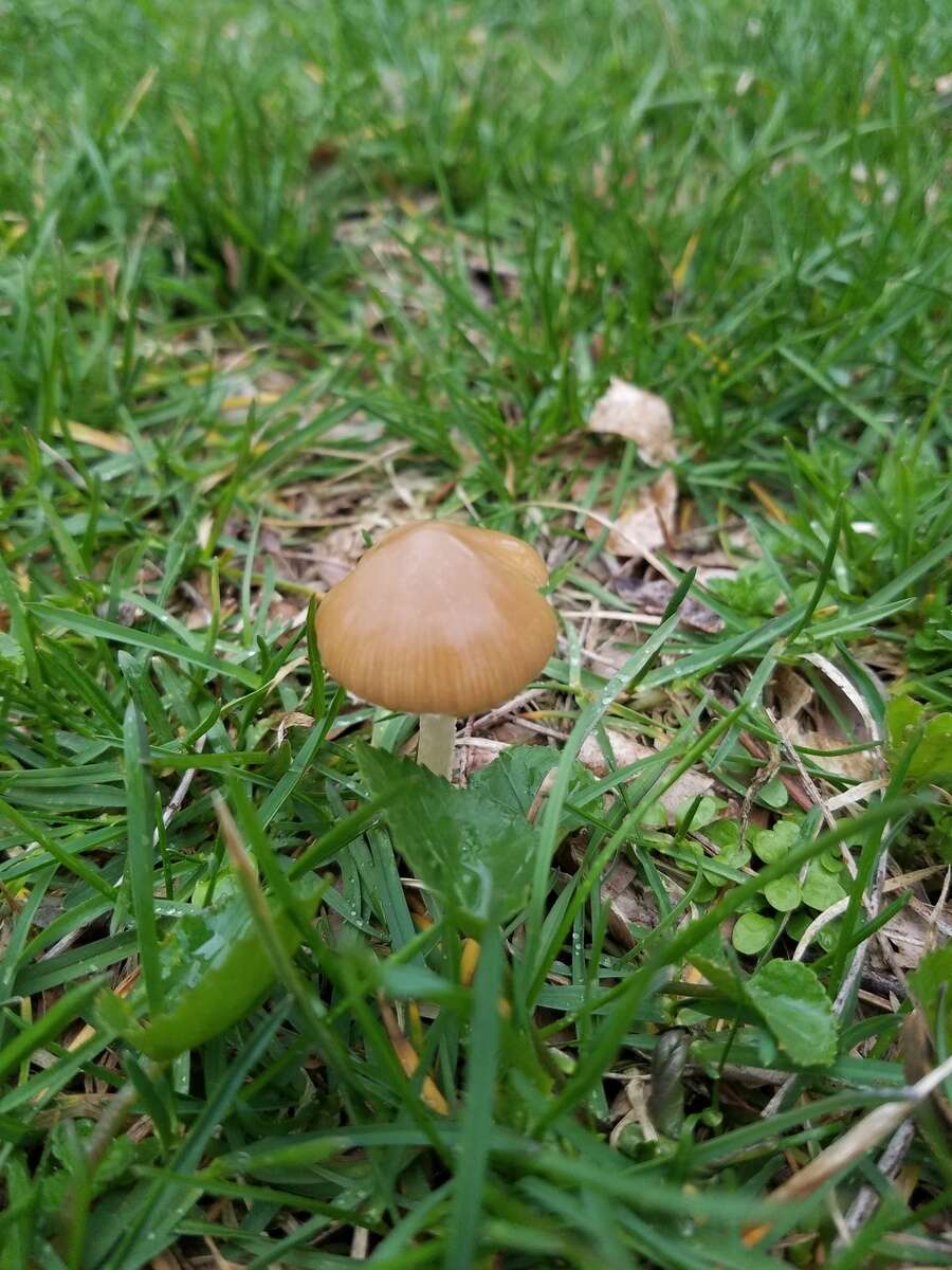 Image de Psathyrella albescens Hesler & A. H. Sm. 1972