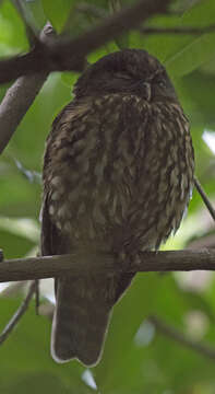 Image of Ninox novaeseelandiae novaeseelandiae (Gmelin & JF 1788)