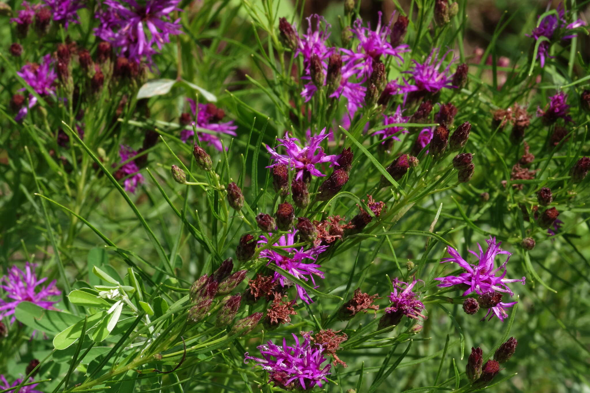 صورة Vernonia lettermannii Engelm. ex A. Gray