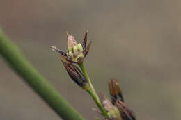 Image de Juncus haenkei E. Mey.