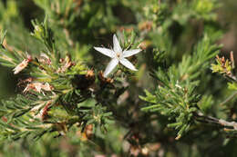 Image of Calytrix tetragona Labill.