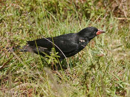 Bubalornis niger intermedius (Cabanis 1868)的圖片