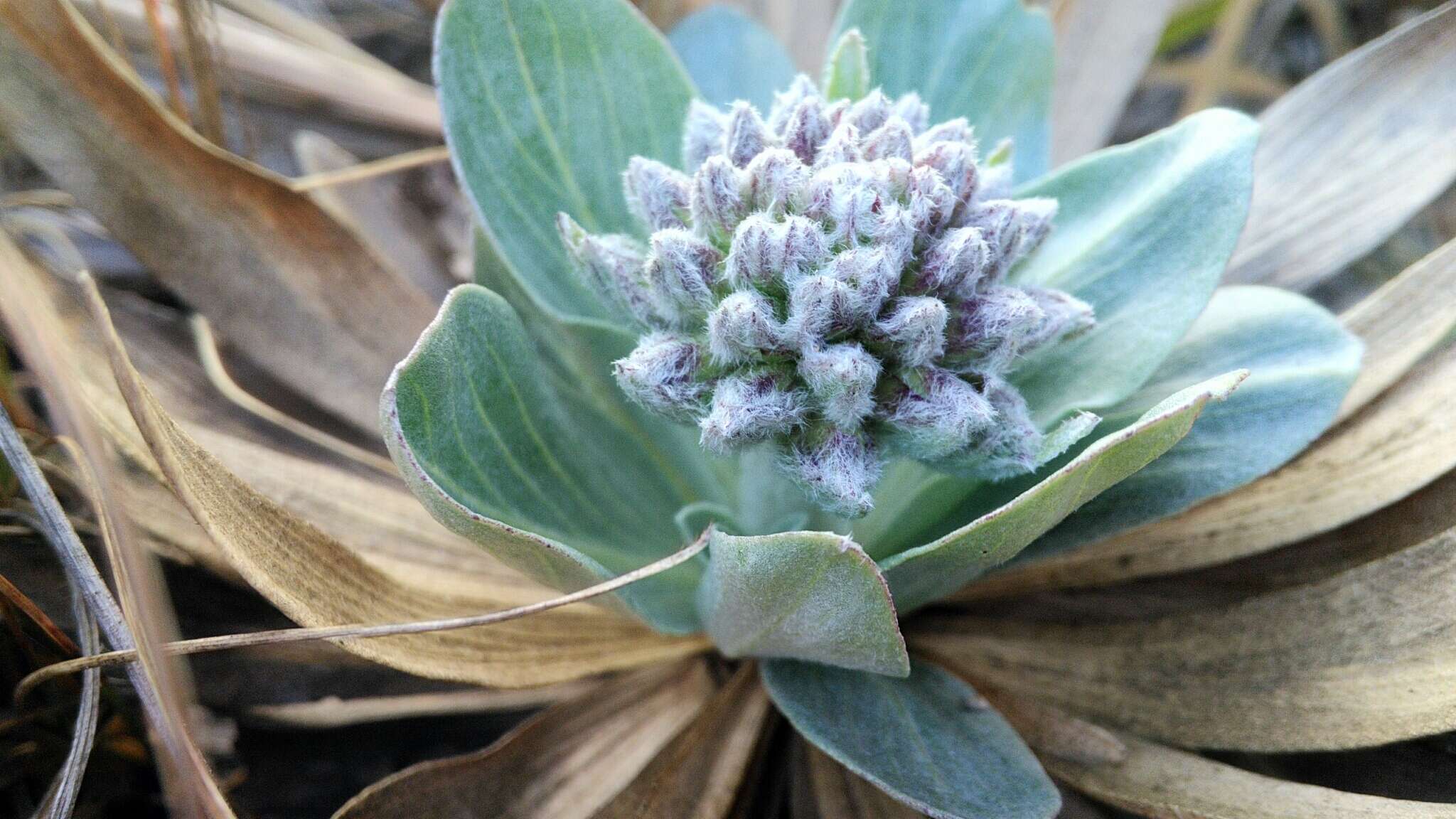 Image of Chresta plantaginifolia (Less.) Gardn.