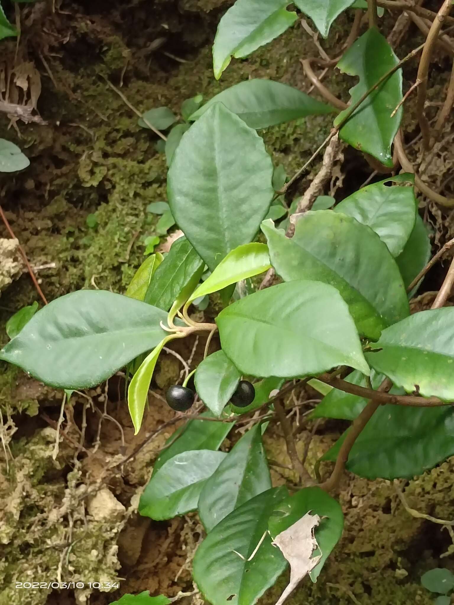 صورة Ardisia chinensis Benth.