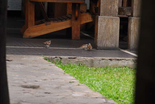 Image of Grey-headed Sparrow