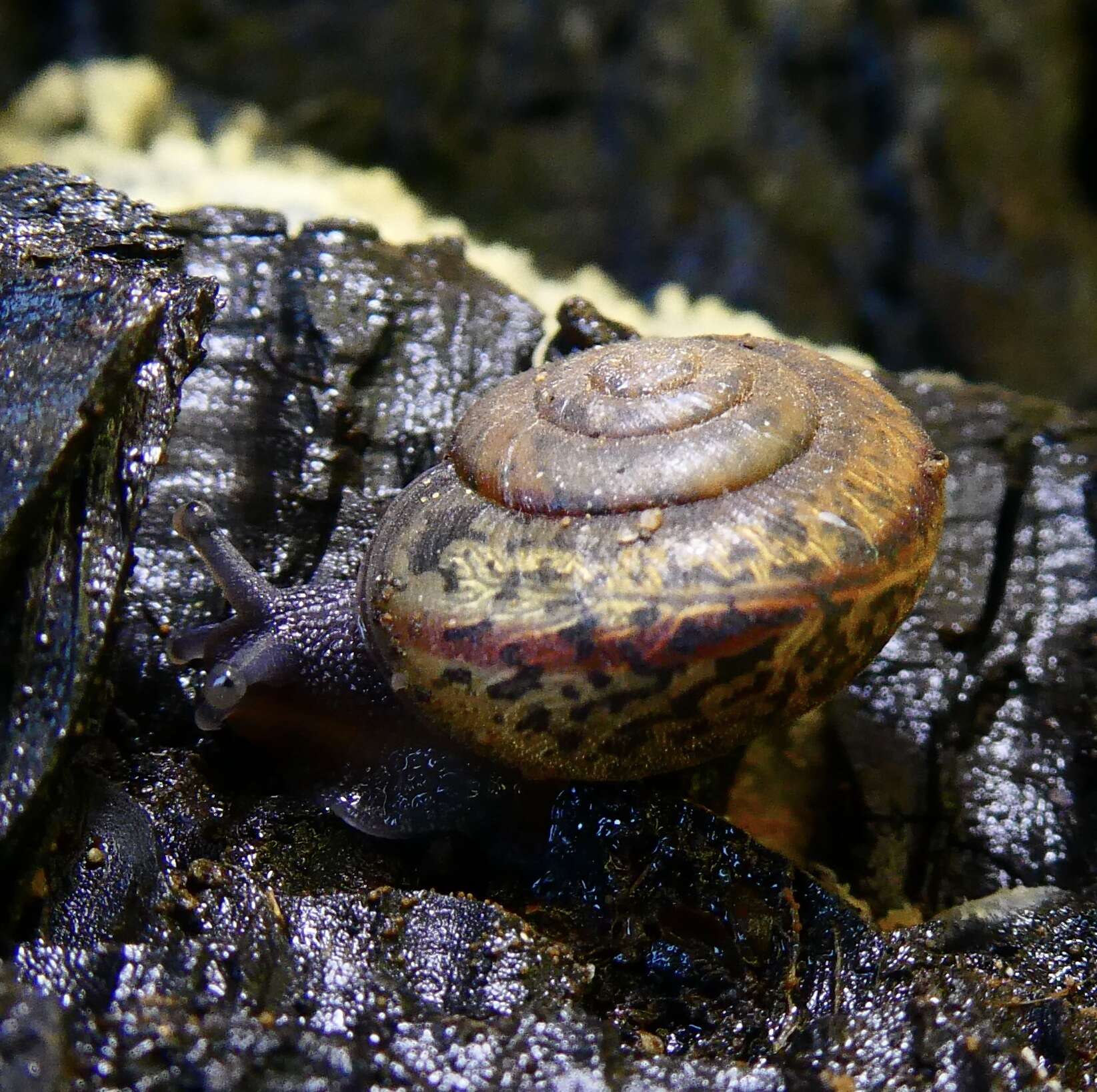 Image of Helminthoglypta petricola (S. S. Berry 1916)