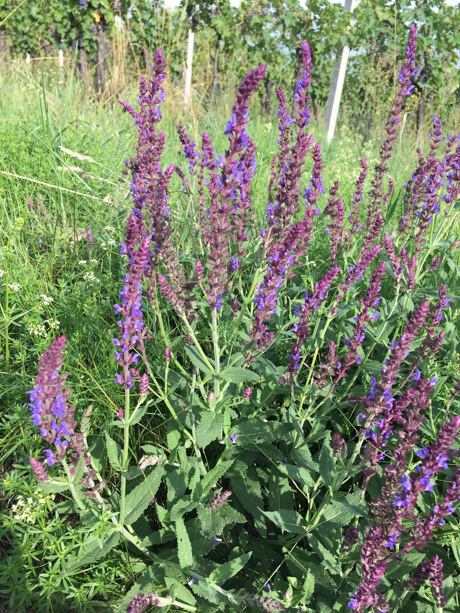 Imagem de Salvia nemorosa L.